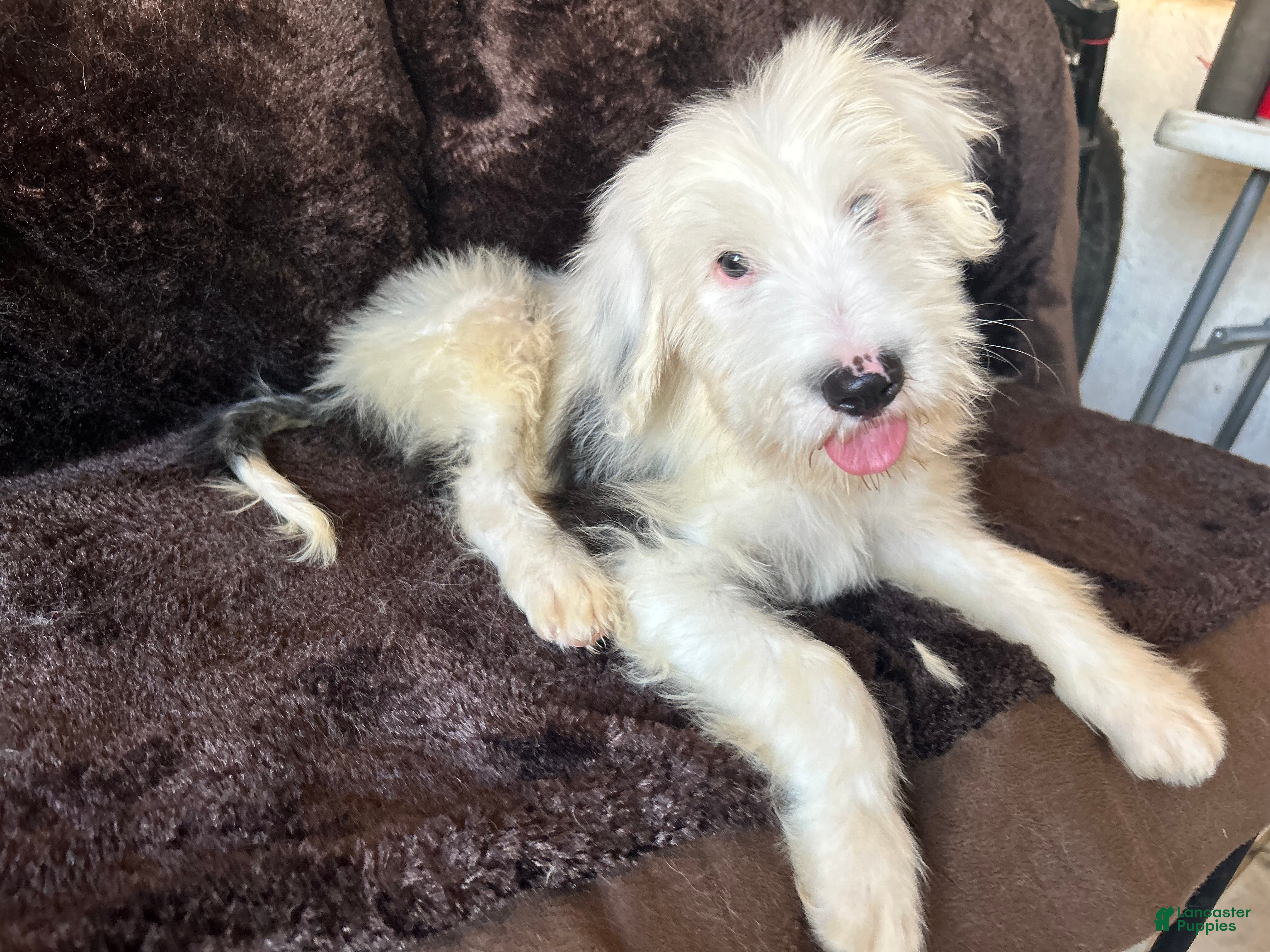 Old English Sheepdog dogs Old English Sheepdog 3 - Ad 8