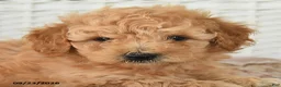 Miniature Poodle dogs for sale: Carter - Ad 4