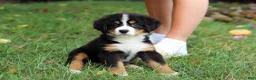 Bernese Mountain Dog dogs for sale: Sugar - Ad 12