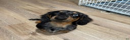 Miniature Dachshund dogs for sale: Miniature Dachshund Puppy 1 - Ad 2