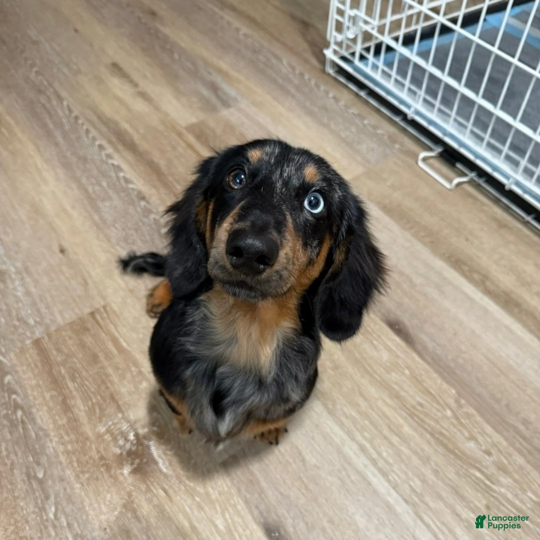 Miniature Dachshund dogs for sale: Miniature Dachshund Puppy 1 - Ad 2