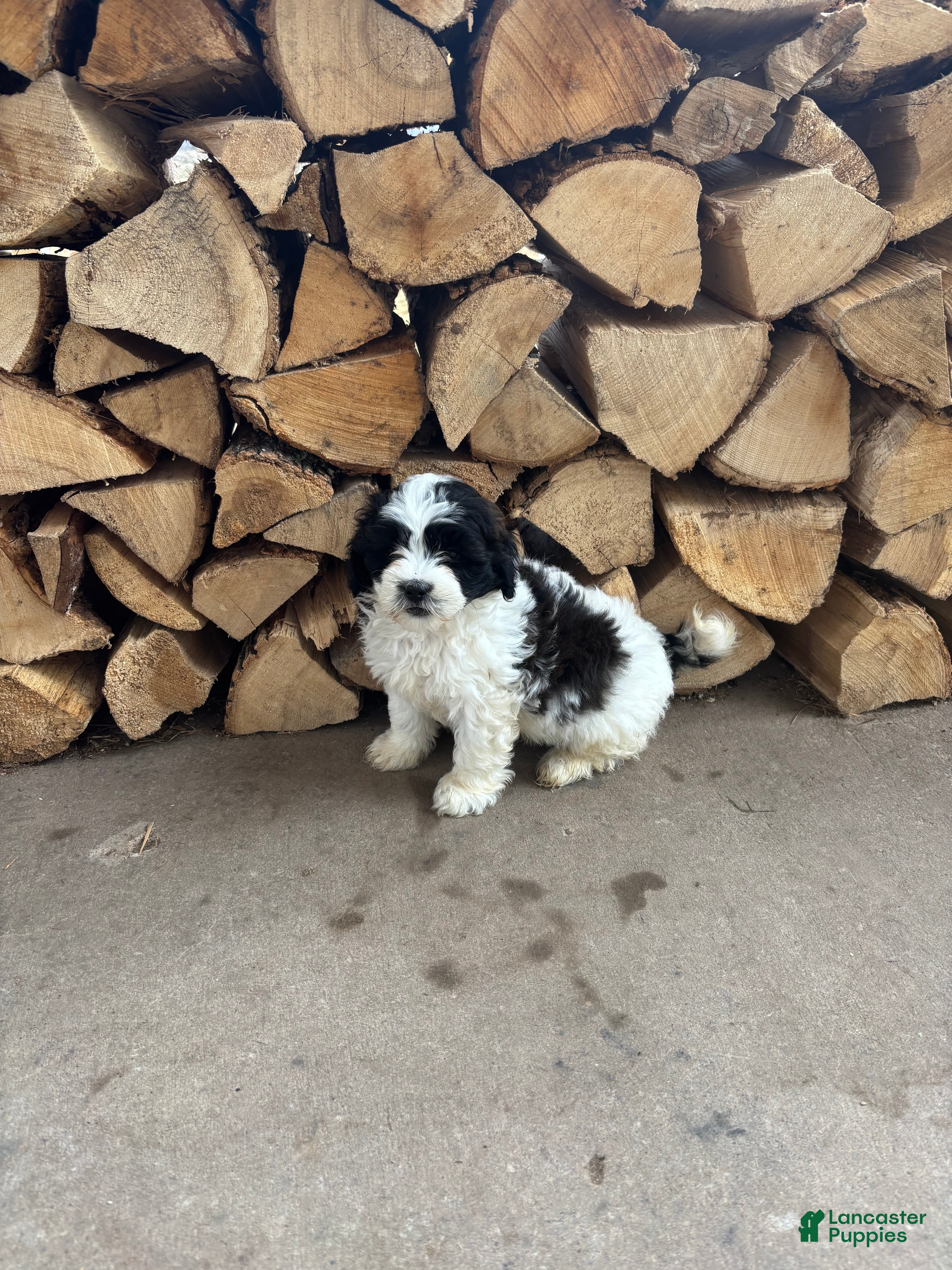 Shihpoo dogs Sage  - Ad 1