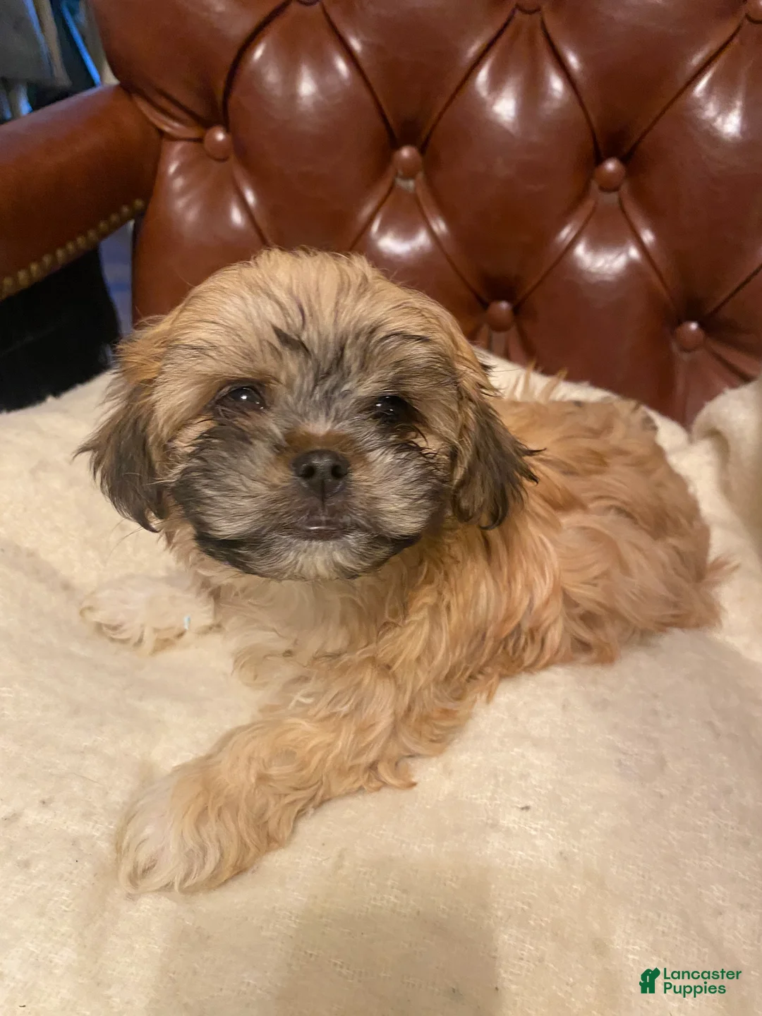 Mixed Breed dogs for sale: Jessie - Ad 2