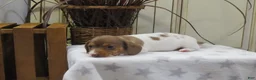 Miniature Dachshund dogs for sale: Jenna - Ad 4