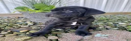 Cane Corso dogs for sale: Jeriah - Ad 6