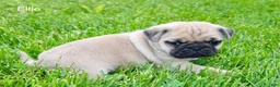 Pug dogs for sale: Ellie - Ad 4