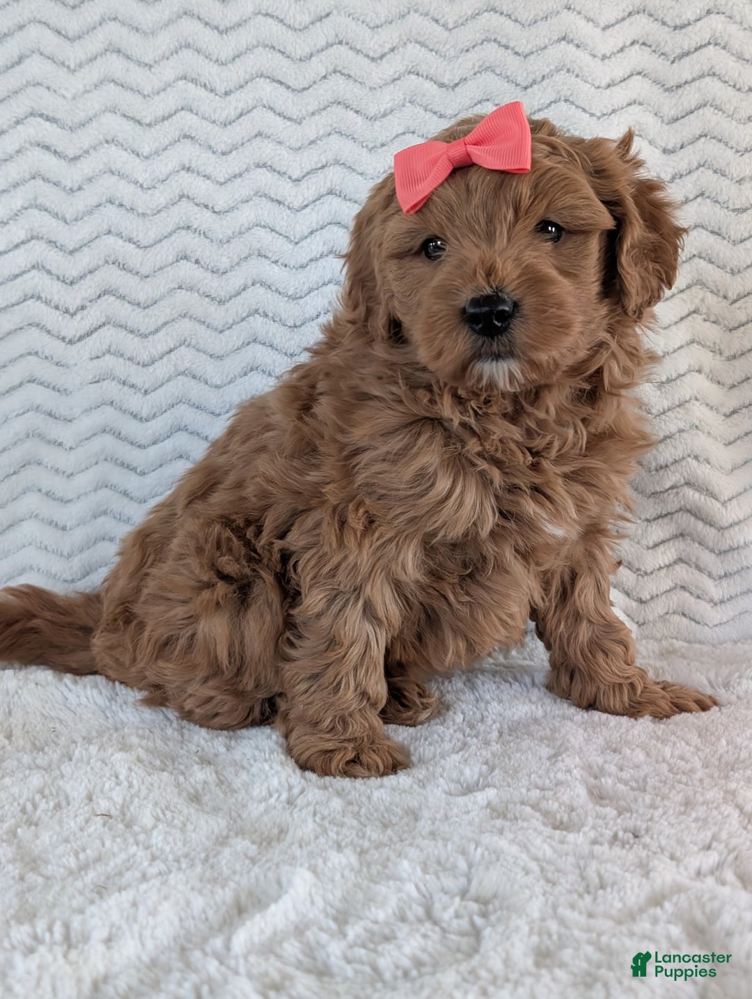 Goldendoodle dogs for sale: Bella - Ad 7