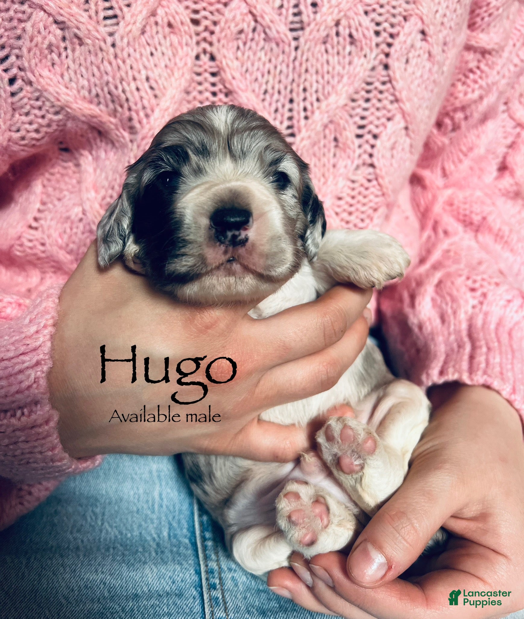 Cocker Spaniel dogs Hugo - Ad 41