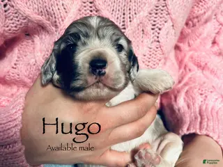 Cocker Spaniel dogs Hugo - Ad 15