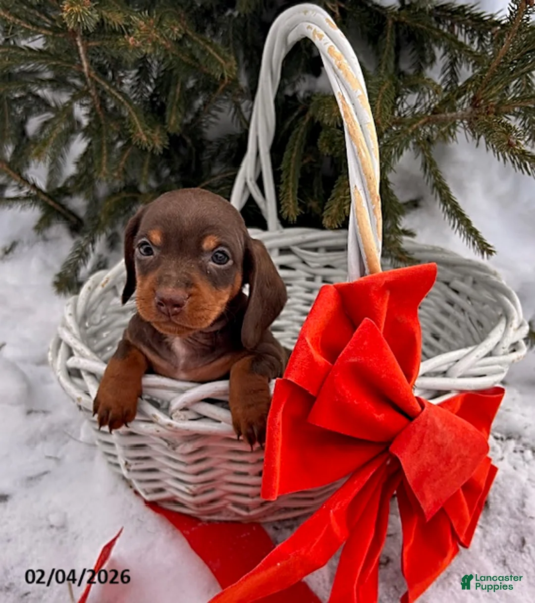 Miniature Dachshund dogs for sale: Clover - Ad 3