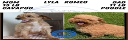 Cavapoo dogs for sale: Rocky - Ad 14