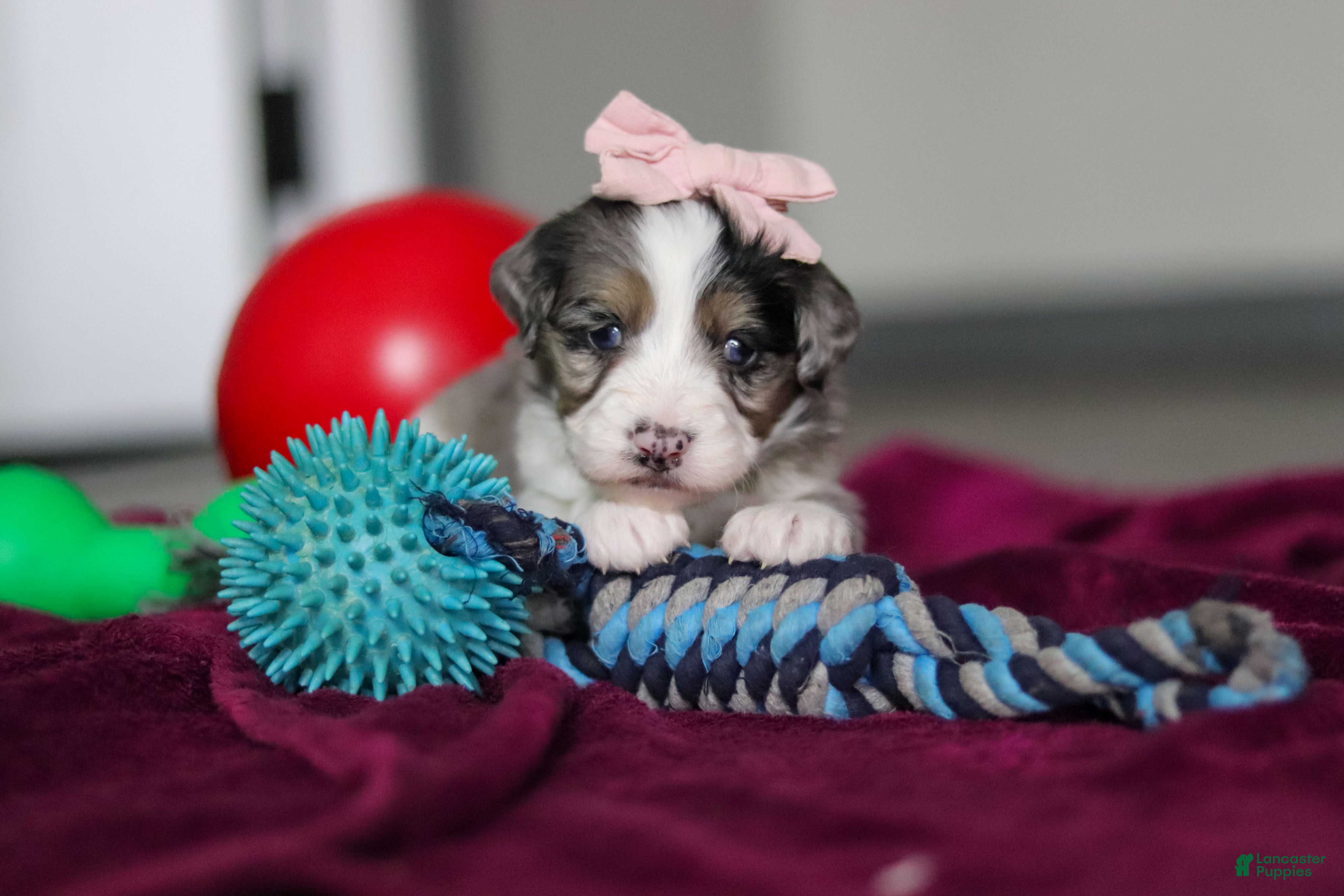 Mini Bernedoodle dogs Juliet - Ad 25