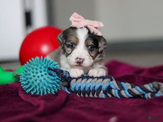 Mini Bernedoodle dogs Juliet - Ad 42