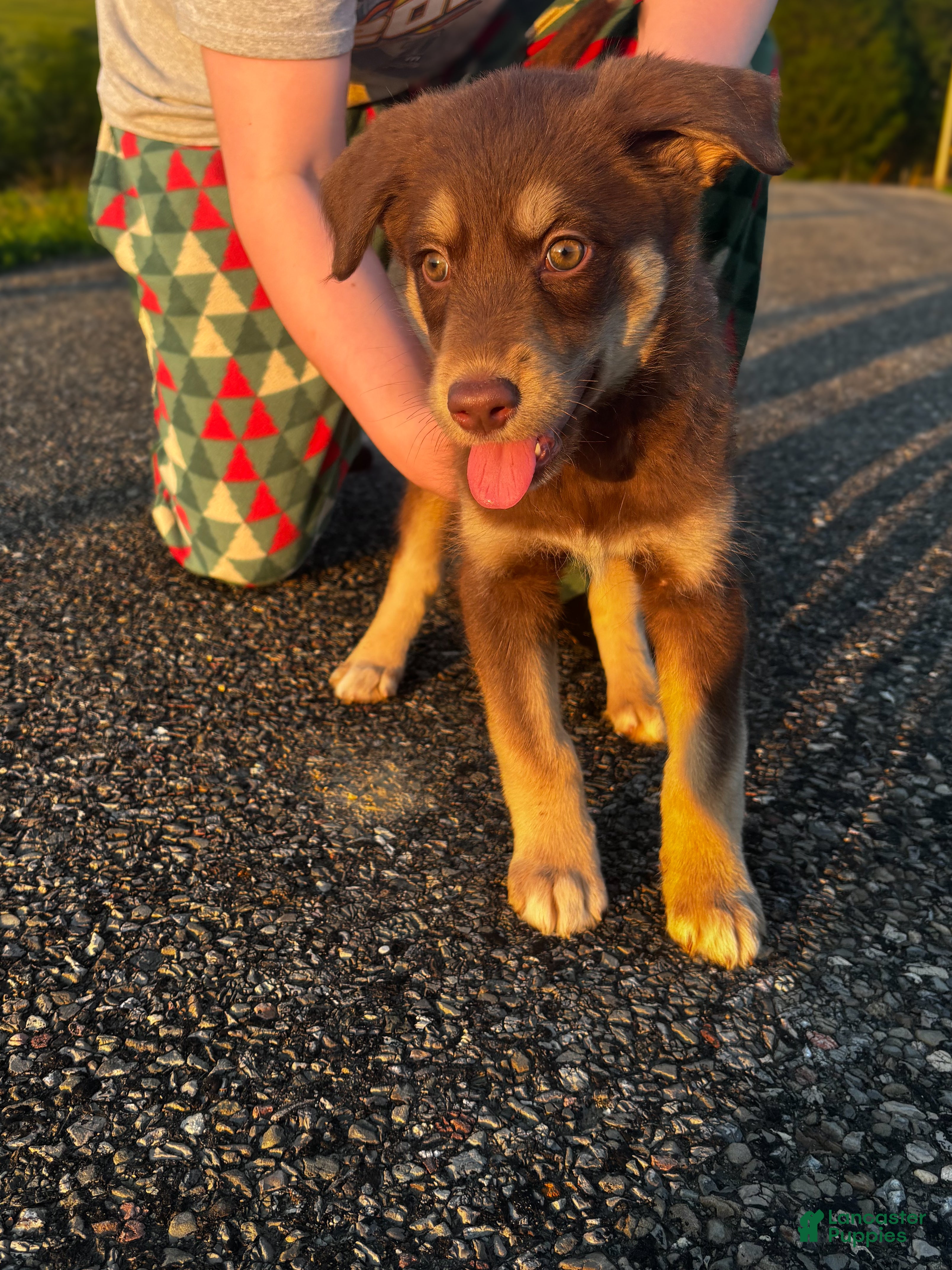Huskipoo dogs C.C.  - Ad 3