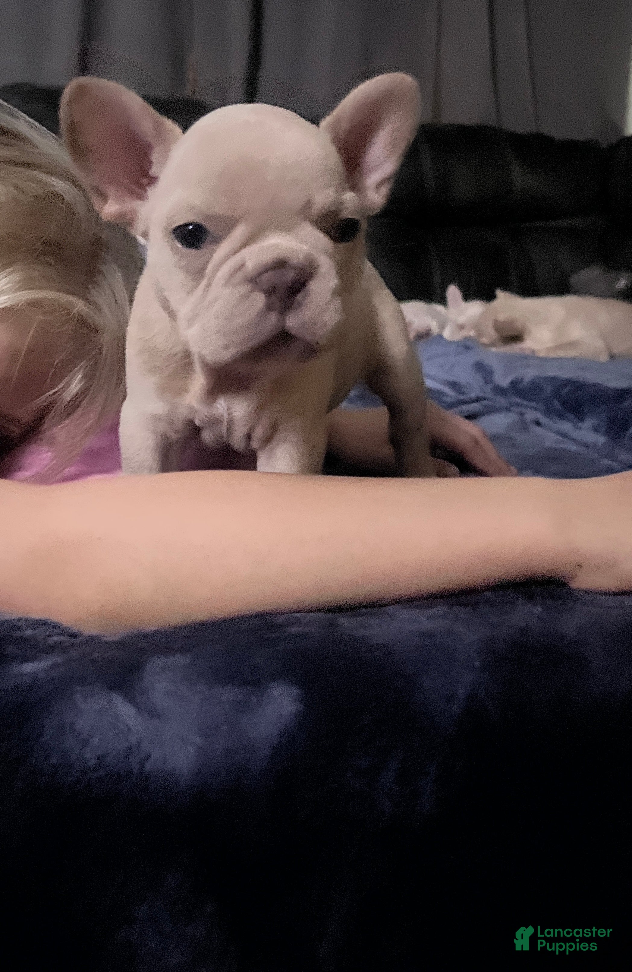 French Bulldog dogs for sale: French Bulldog girl - Ad 16