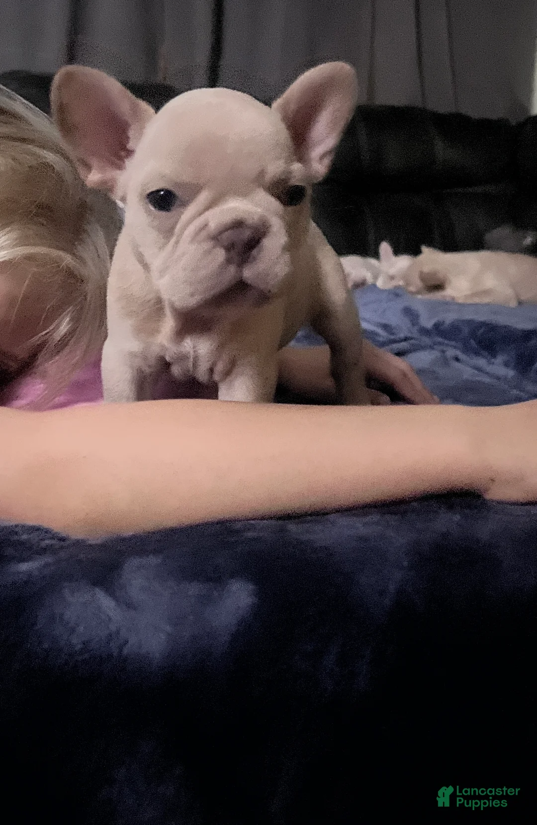 French Bulldog dogs for sale: French Bulldog girl - Ad 1