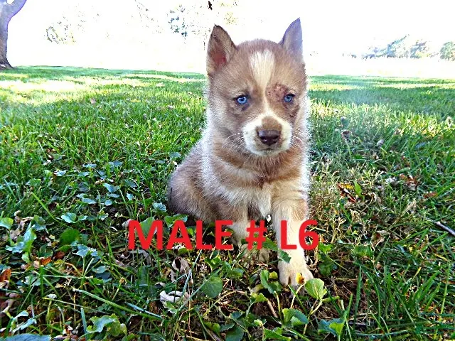Siberian Husky dogs for sale: Siberian husky male #6 - Ad 1