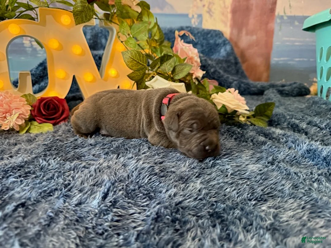 Cane Corso dogs for sale: Paige - Ad 1