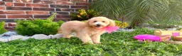 Maltipoo dogs for sale: Aurora - Ad 2