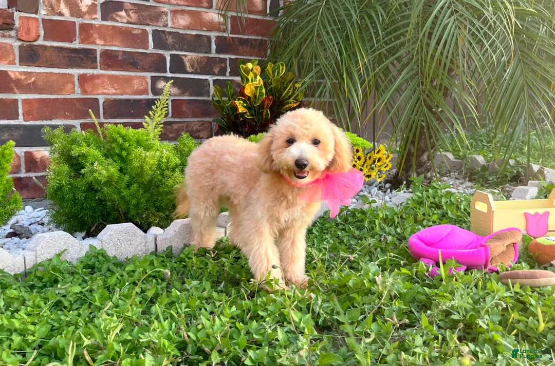 Maltipoo dogs for sale: Aurora - Ad 2