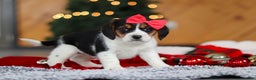 Beagle dogs for sale: Violet  - Ad 1