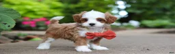 Cavapoo dogs for sale: Mr Bentley - Ad 14