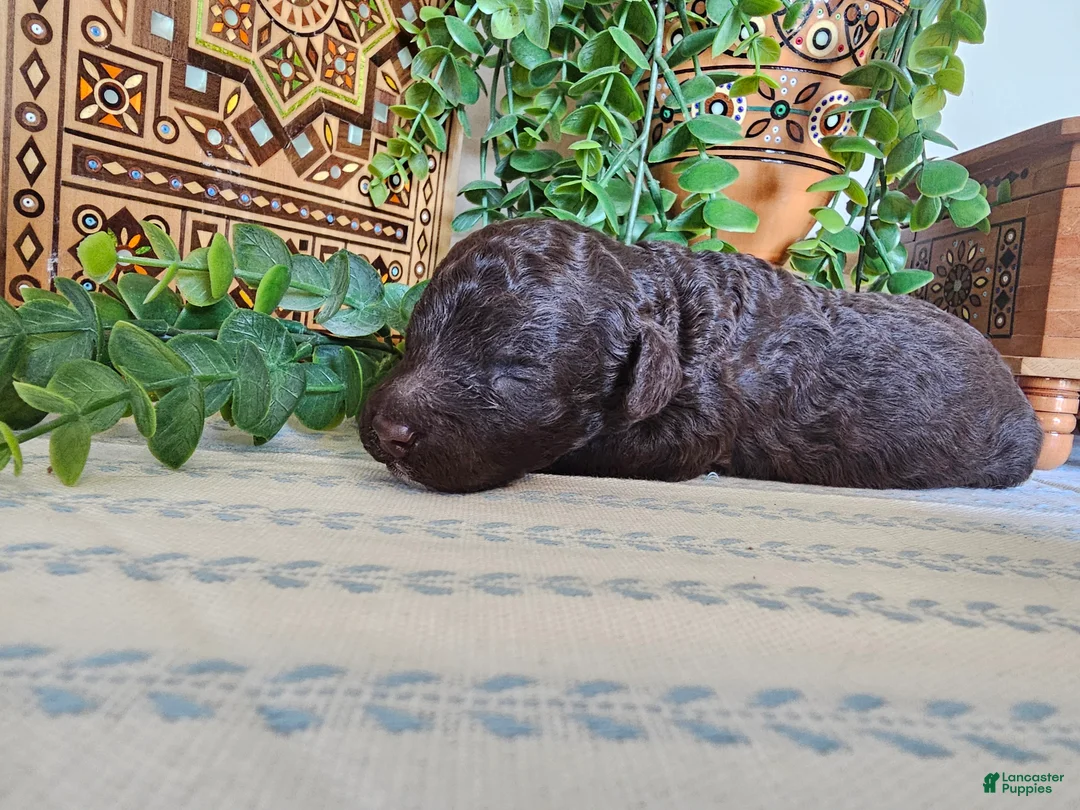 Mini Goldendoodle dogs for sale: Clove  - Ad 2