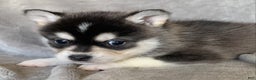Alaskan Klee Kai dogs for sale: Tiny 2 lbs Cutie~ PEBBLE~!!! - Ad 5