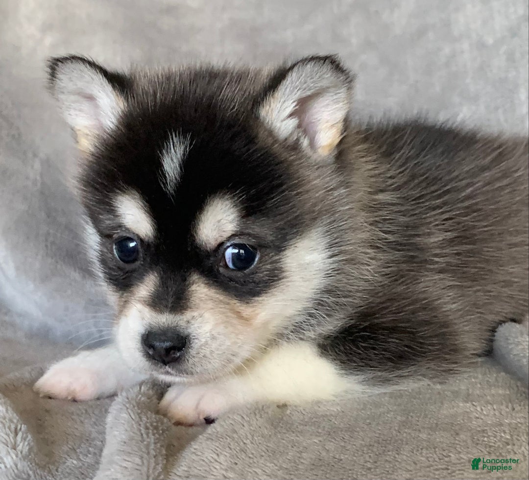 Alaskan Klee Kai dogs for sale: Tiny 2 lbs Cutie~ PEBBLE~!!! - Ad 5