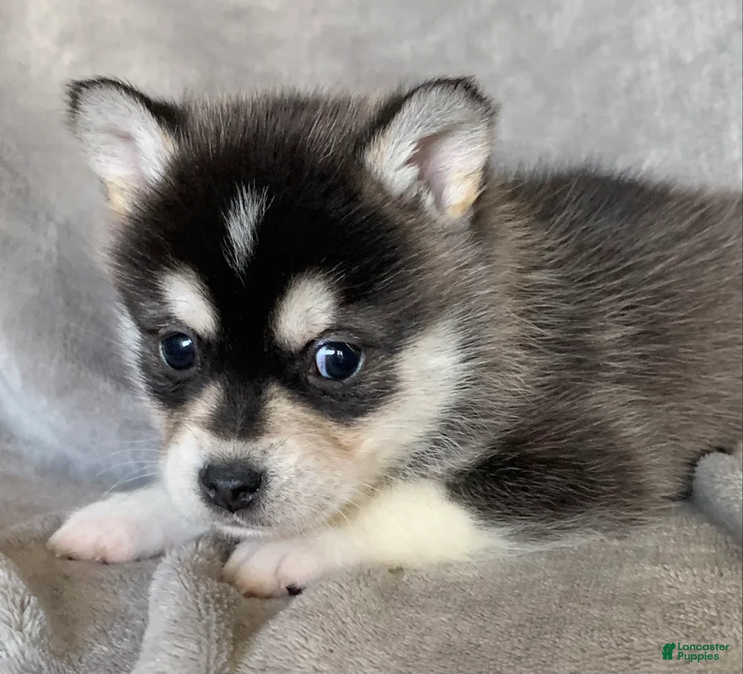 Alaskan Klee Kai dogs for sale: Tiny 2 lbs Cutie~ PEBBLE~!!! - Ad 5