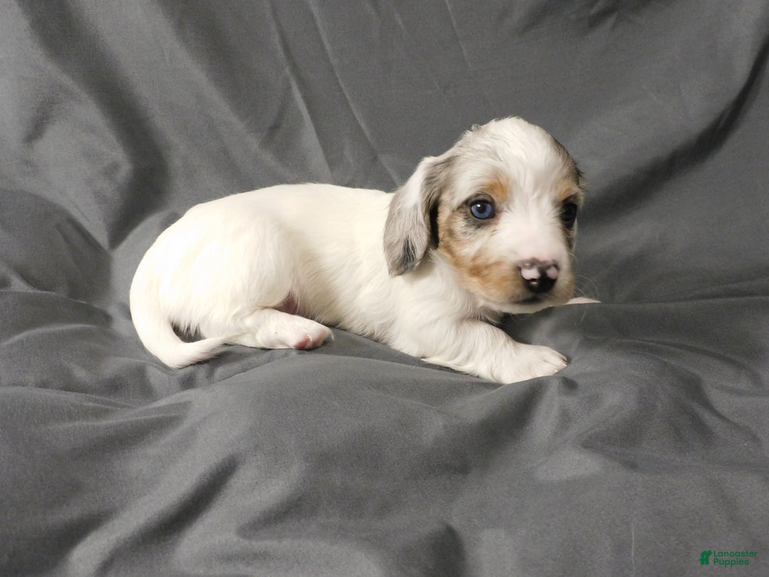 Miniature Dachshund dogs for sale: LMA's ChampionDoxie White Chocolate Chunk - Ad 8