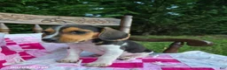 Beagle dogs for sale: Buttercup - Ad 4