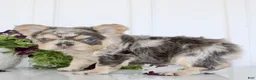French Bulldog dogs for sale: Raptor - Ad 8
