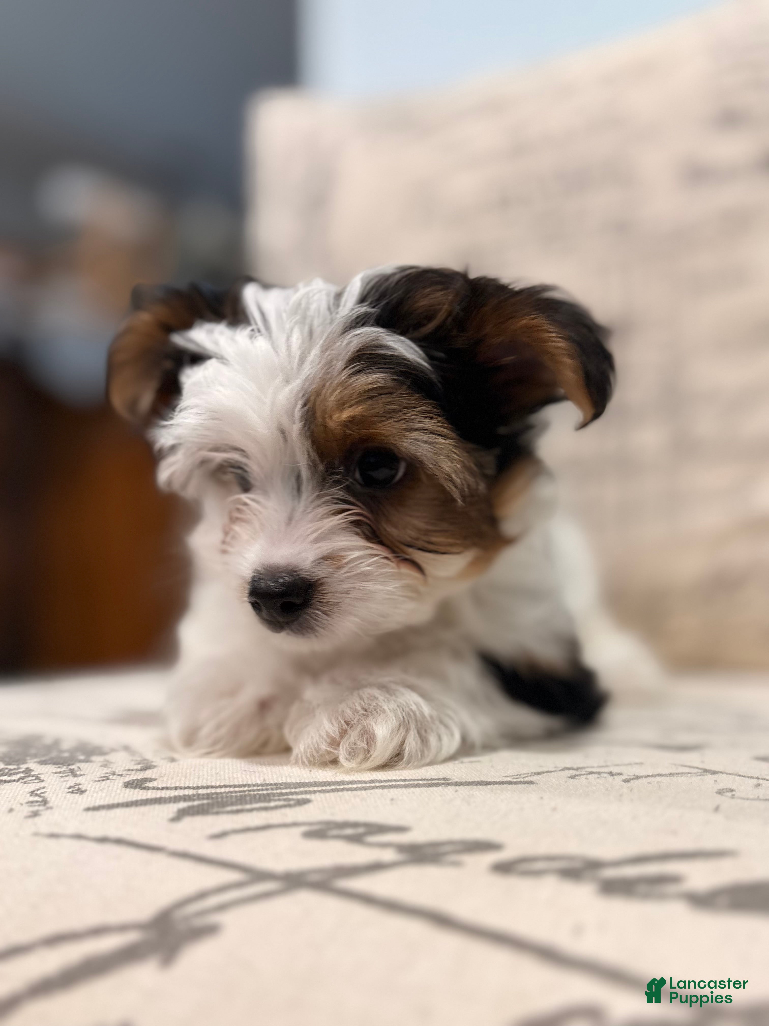 Yorkshire Terrier dogs Leche - Ad 33