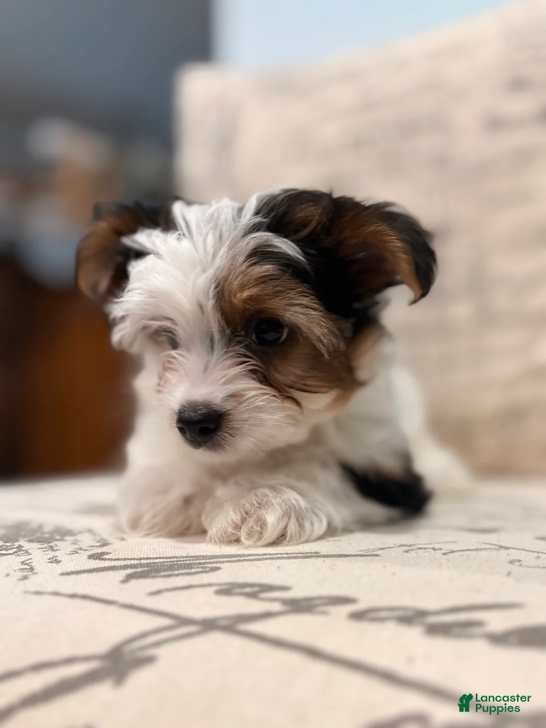 Yorkshire Terrier dogs for sale: Leche - Ad 1