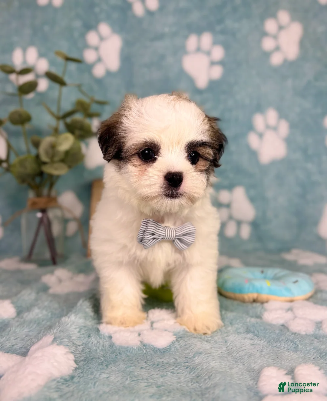 Malshi dogs for sale: Maverick  - Ad 8