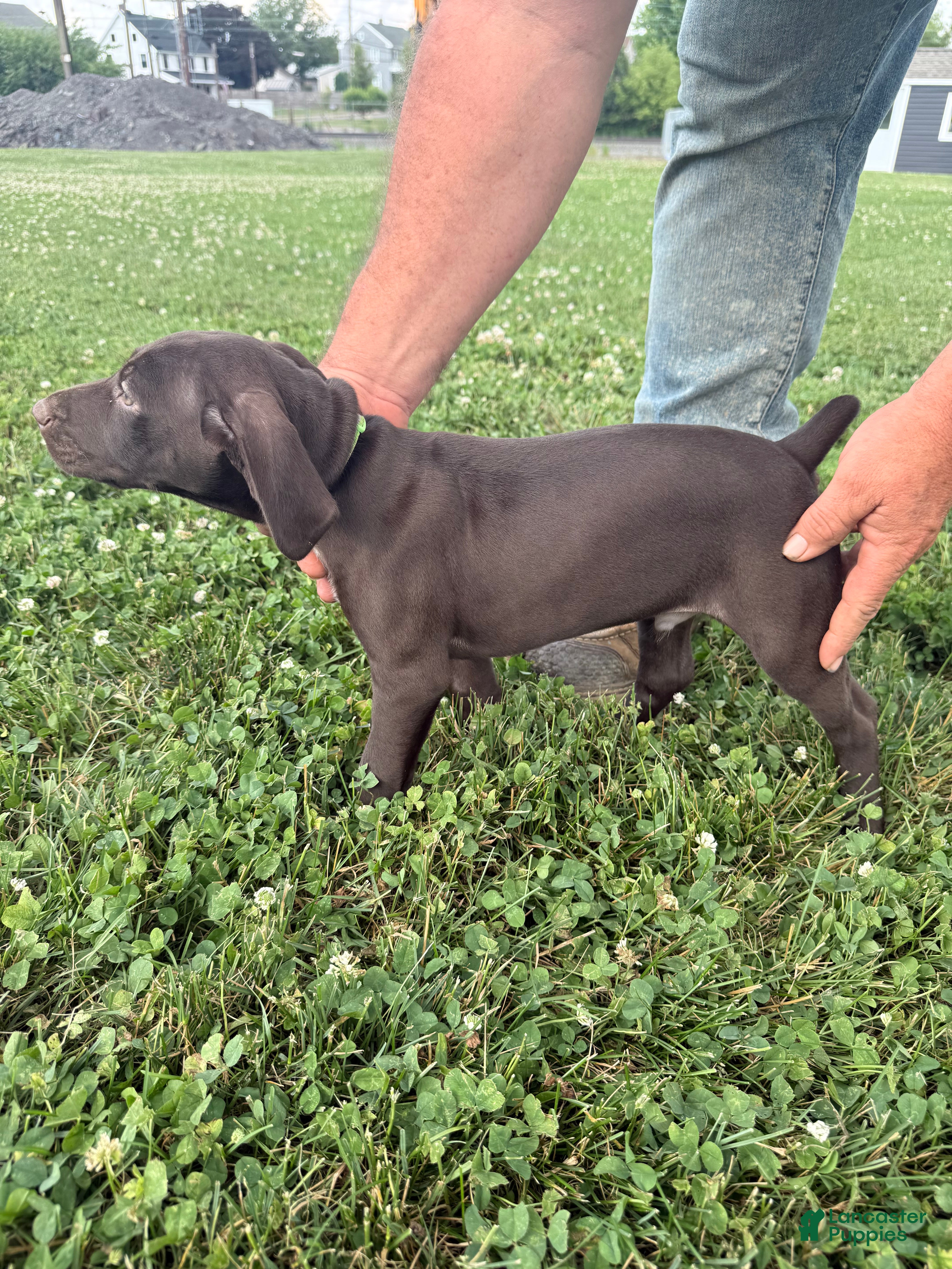 German Shorthaired Pointer dogs Ranger - Ad 35