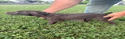 German Shorthaired Pointer dogs for sale: Ranger - Ad 1