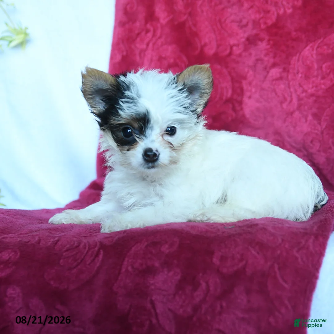 Yorkshire Terrier dogs for sale: Arthur - Ad 5