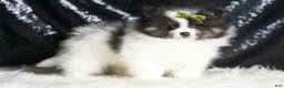 Pomeranian dogs for sale: Bingo - Ad 4