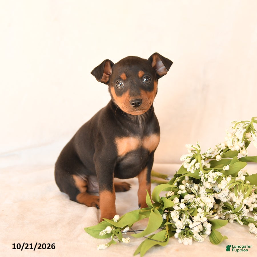 Miniature Pinscher dogs for sale: Freddie - Ad 2