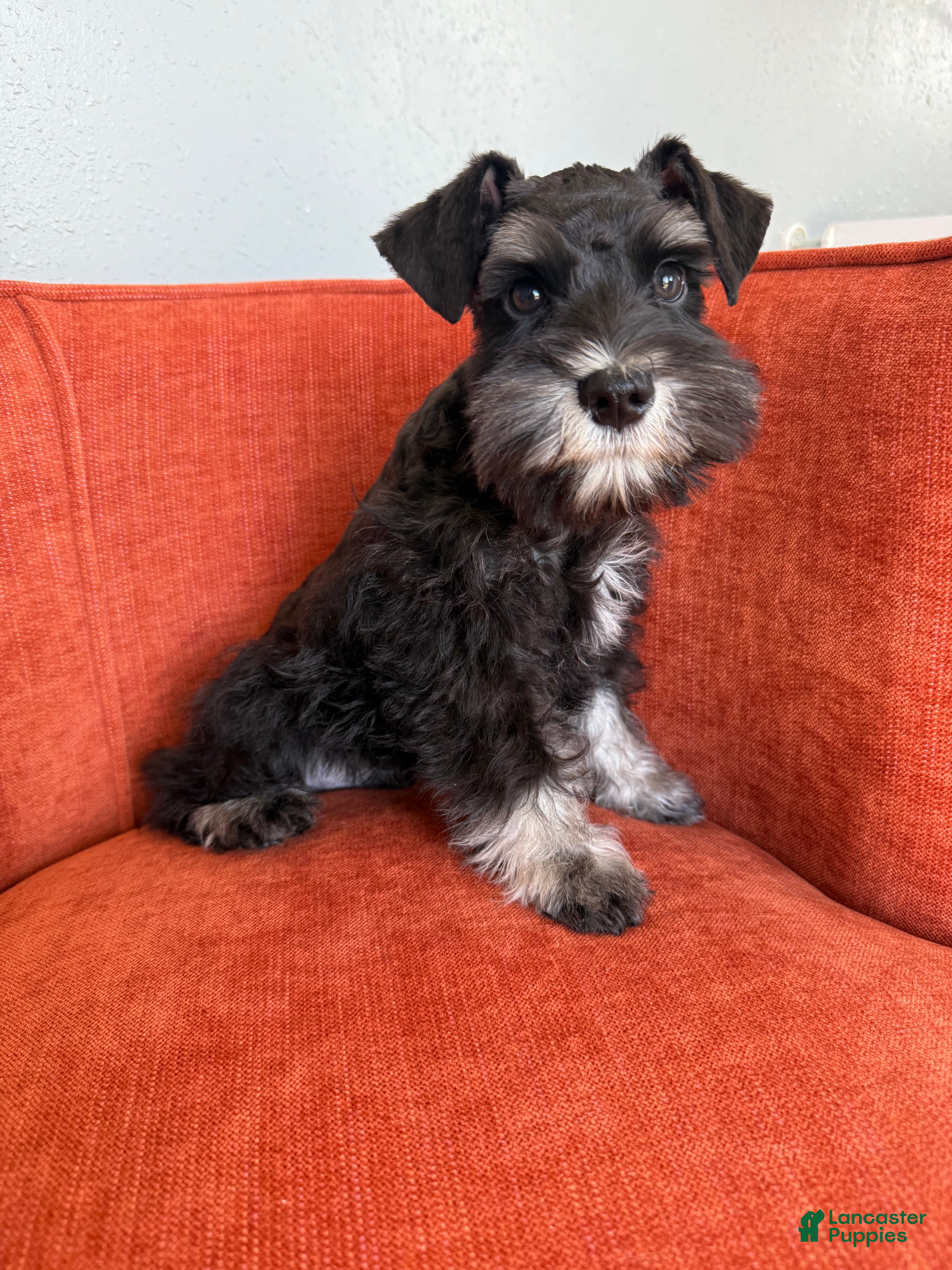 Miniature Schnauzer dogs for sale: Fig - Ad 25