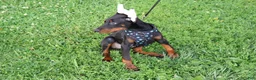 Doberman Pinscher dogs for sale: Doberman Pinscher 4 - Ad 7