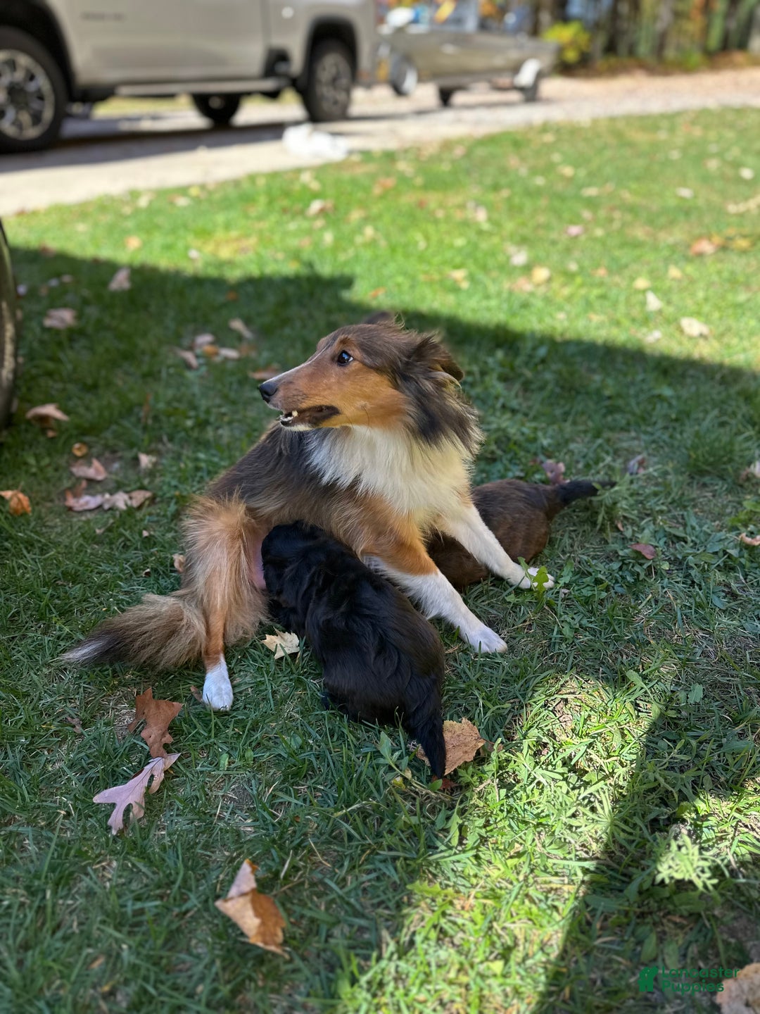 Sheltiedoodle dogs for sale: Sheltiedoodle Puppy 2 - Ad 11