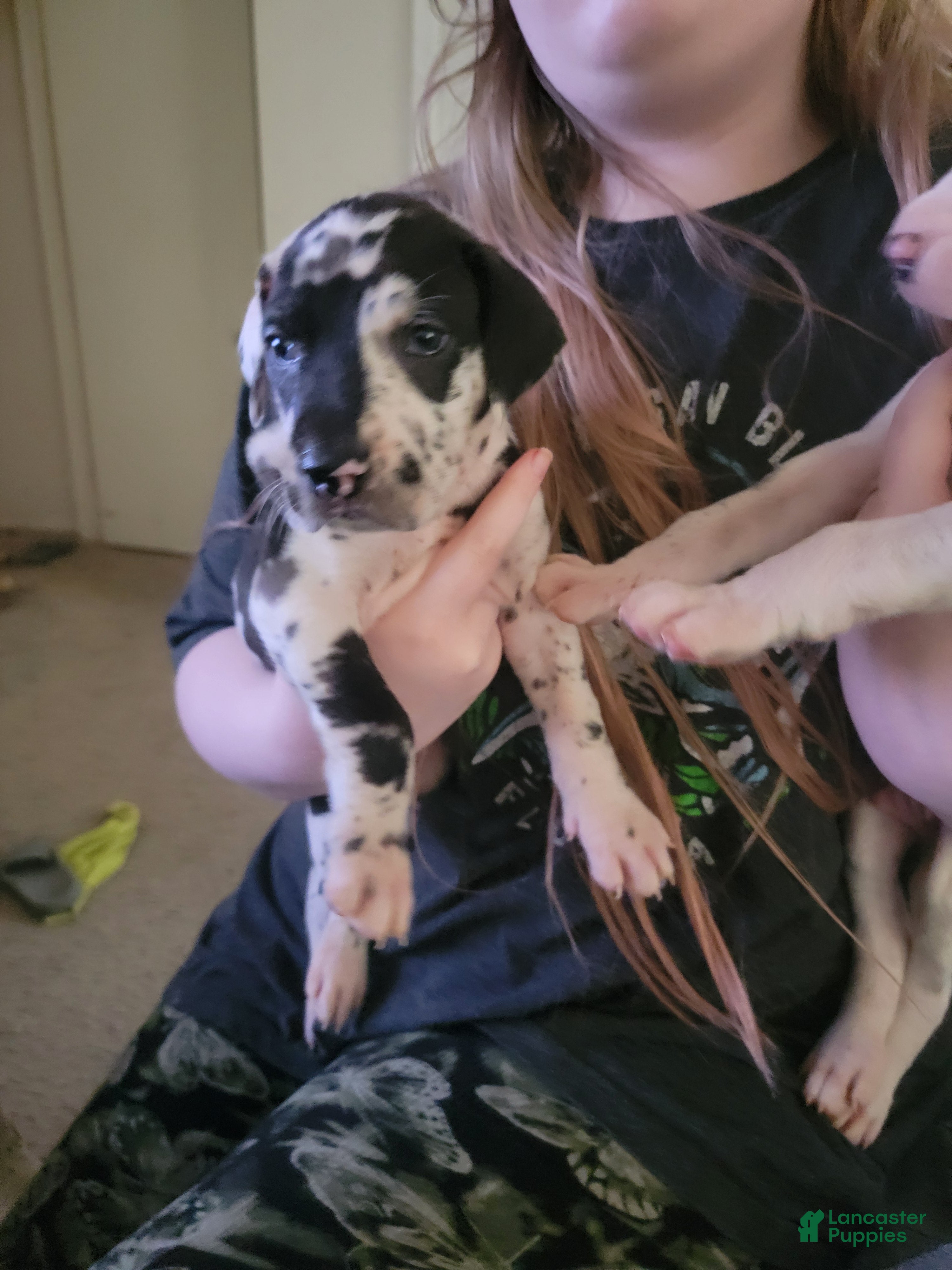 Great Dane dogs Great Dane 12 - Ad 10