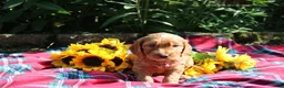 Mixed Breed dogs for sale: Posey - Irish Goldendoodle  - Ad 22