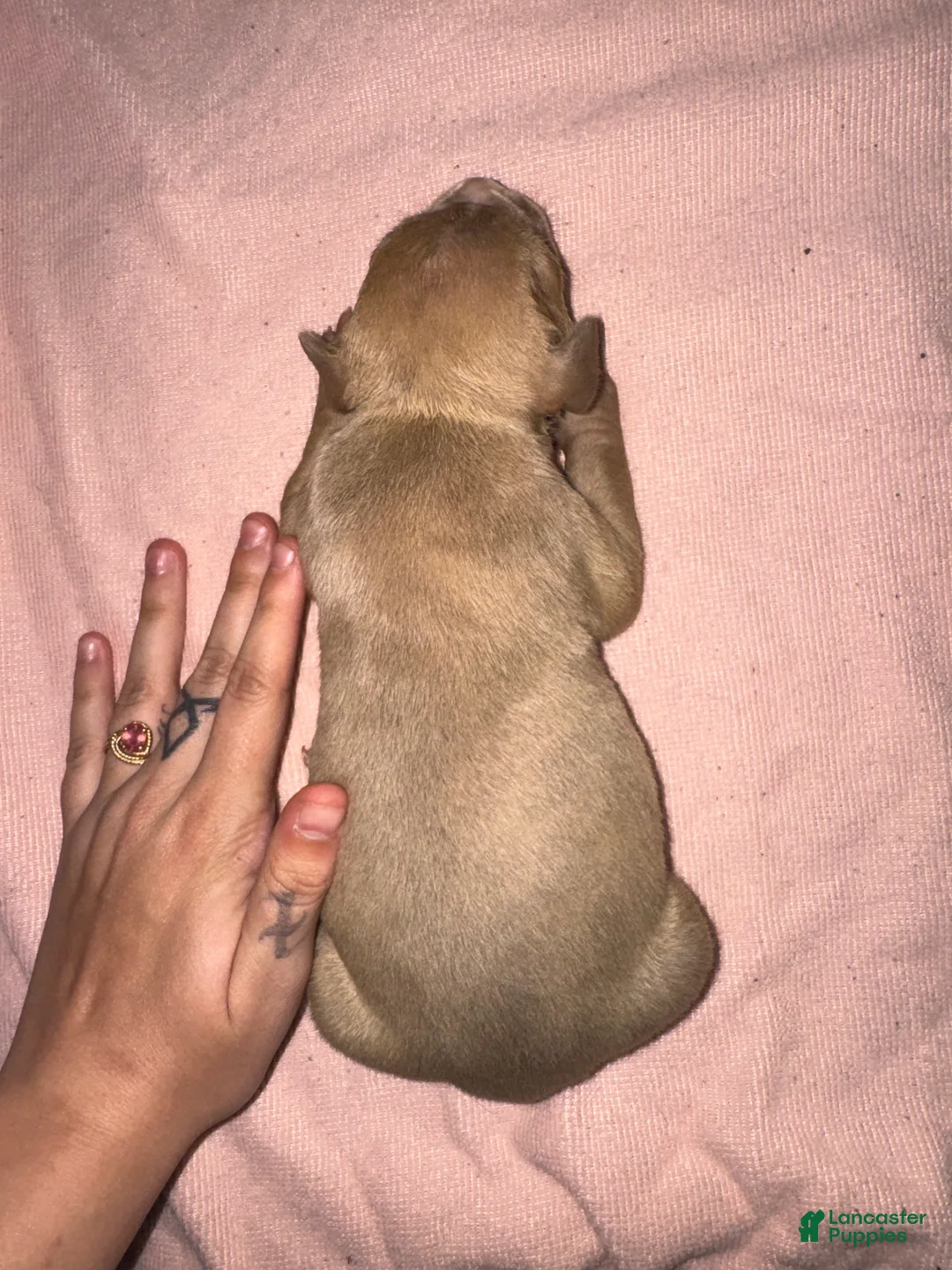 American Pit Bull Terrier dogs for sale: American Pit Bull Terrier Puppy 8 - Ad 1