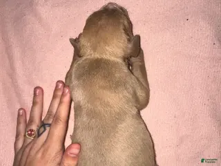 American Pit Bull Terrier dogs American Pit Bull Terrier Puppy 8 - Ad 13