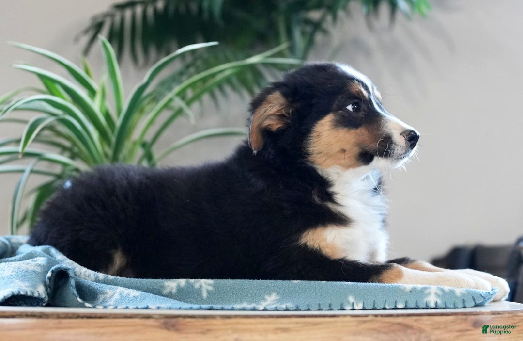 Australian Shepherd dogs for sale: Sasha - Ad 3