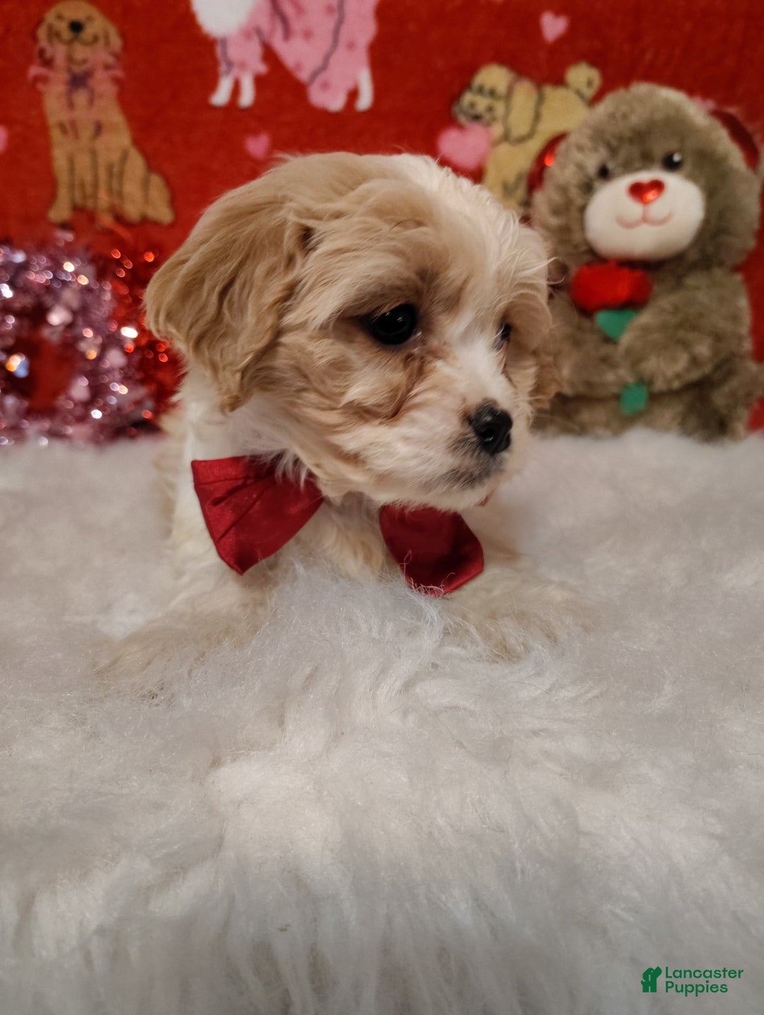 Cavapoo dogs for sale: Piper - Ad 1